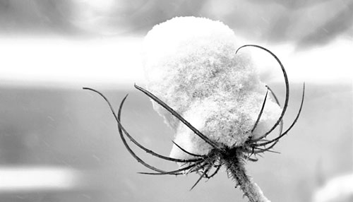 _flower